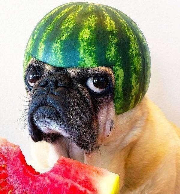 Funny Animals (34 pics)