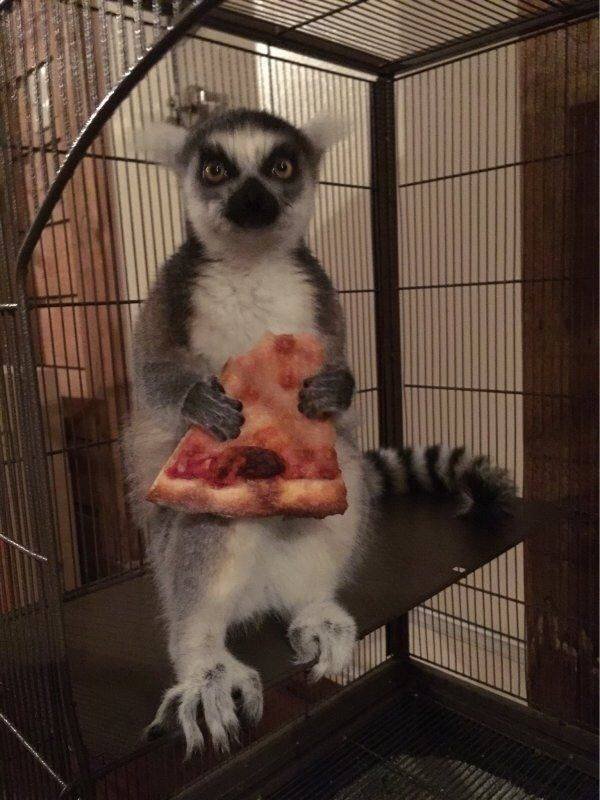 Funny Animals (34 pics)