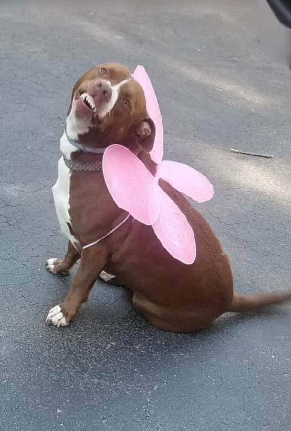 Funny Animals (34 pics)