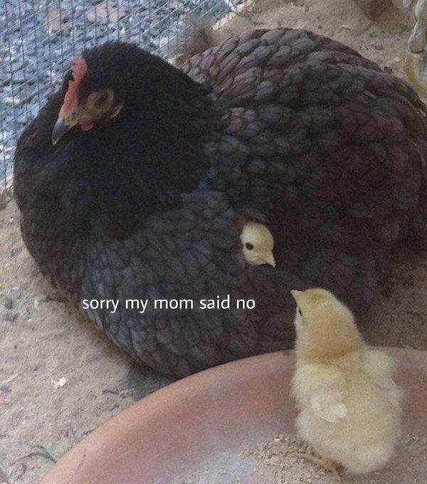 Funny Animals (34 pics)