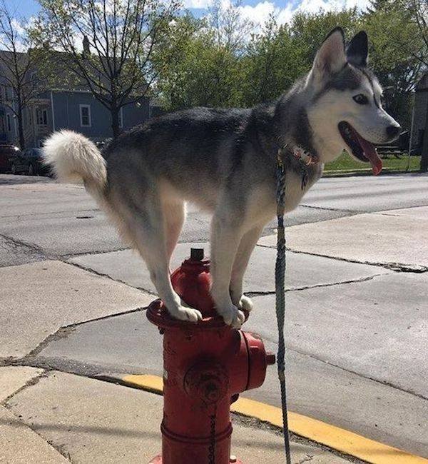 Funny Animals (34 pics)