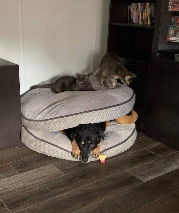 Funny Animals (34 pics)