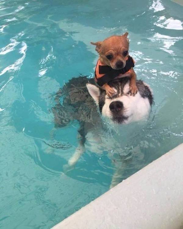 Funny Animals (34 pics)