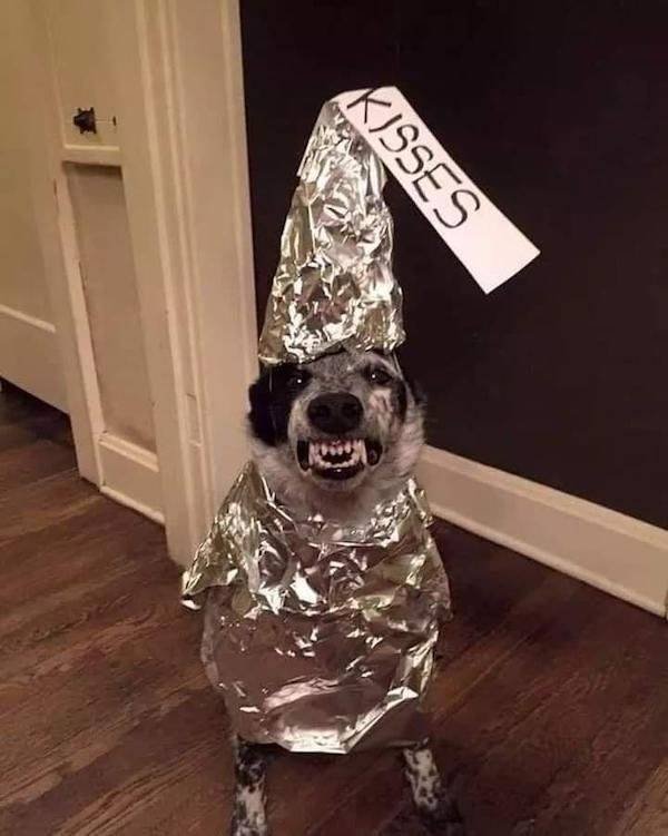 Funny Animals (34 pics)