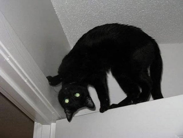 Cute Cats (48 pics)