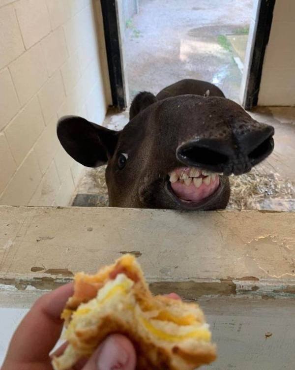 Funny Animals (34 pics)