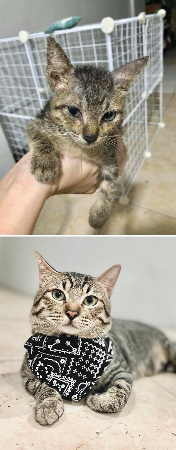Funny Animals (30 pics)
