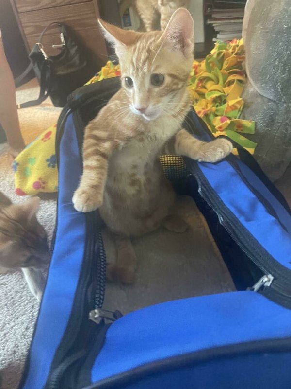 Funny Animals (30 pics)