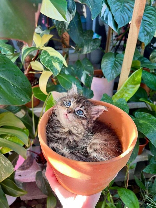 Funny Animals (30 pics)