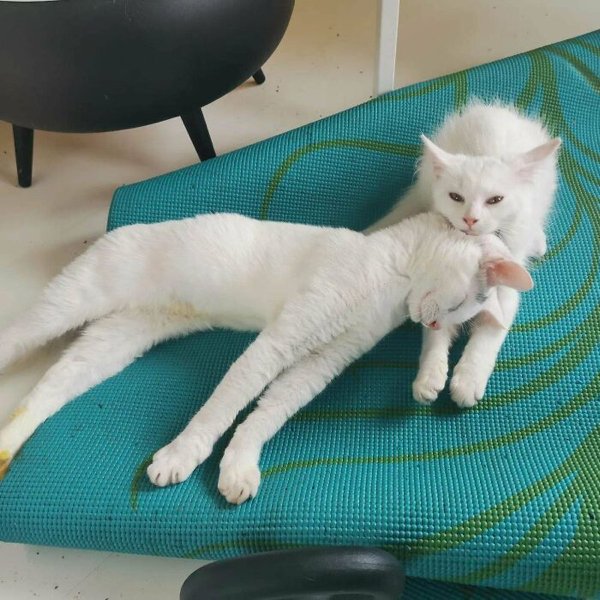 Funny Animals (30 pics)