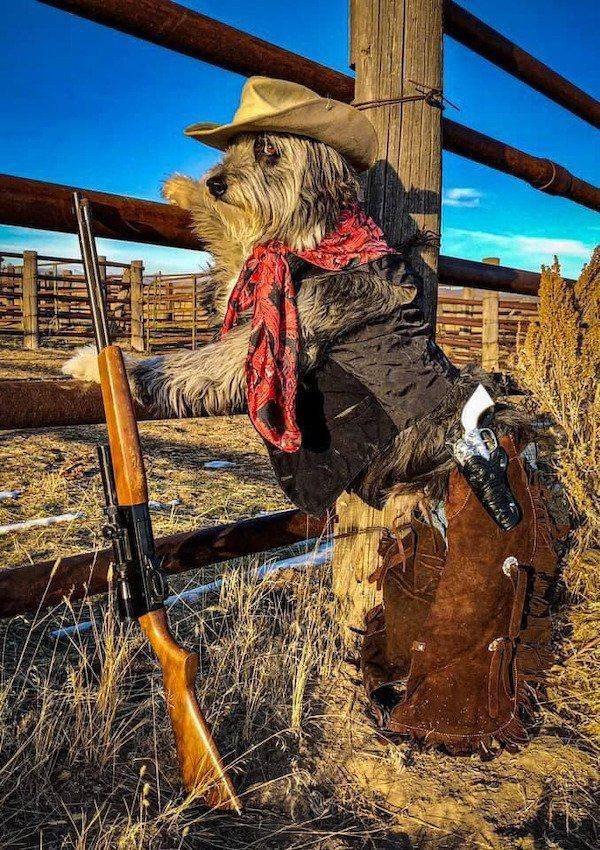 Funny Animals (33 pics)