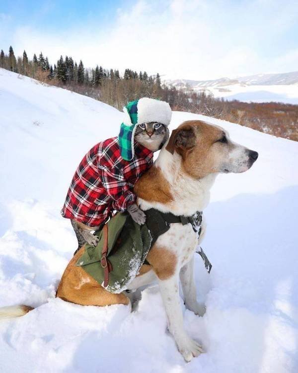 Funny Animals (33 pics)