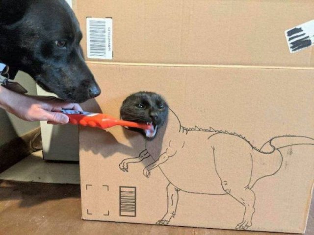 Funny Animals (33 pics)
