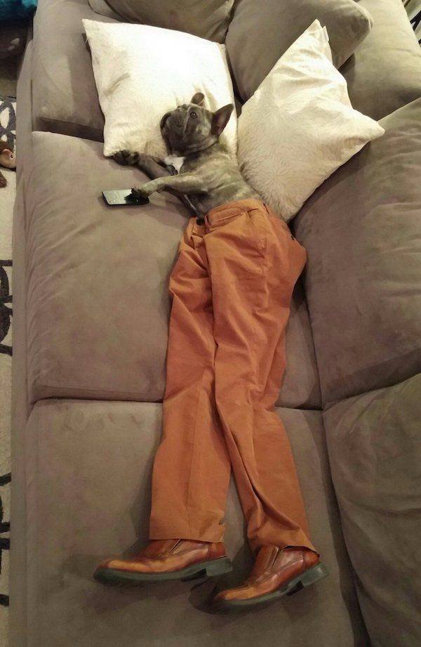 Funny Animals (33 pics)