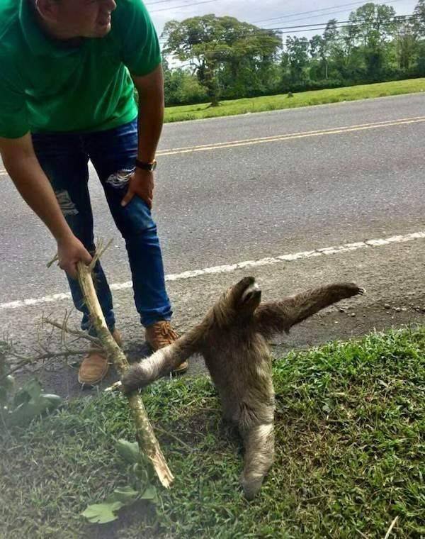 Funny Animals (33 pics)