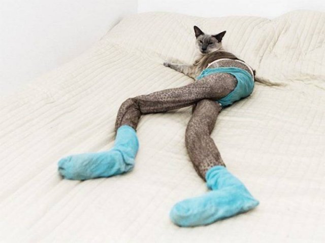 Funny Animals (33 pics)