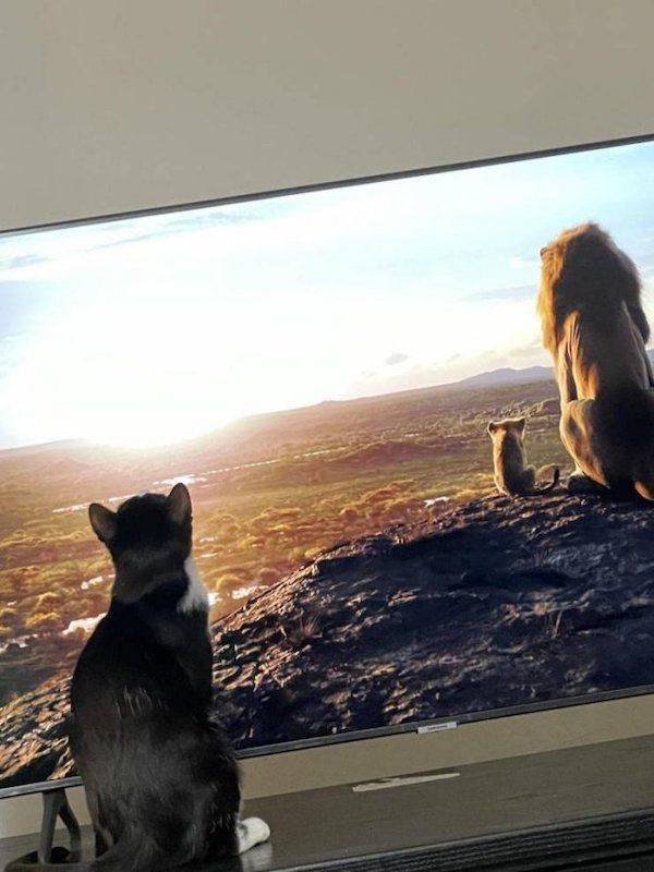 Funny Animals (33 pics)