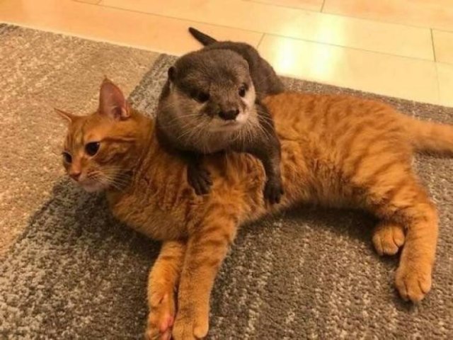 Funny Animals (33 pics)