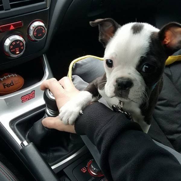 Funny Animals (33 pics)