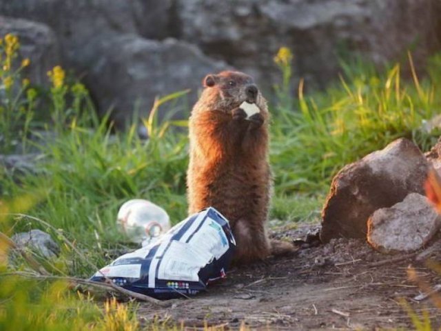 Funny Animals (33 pics)