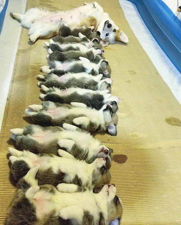 Funny Animals (33 pics)