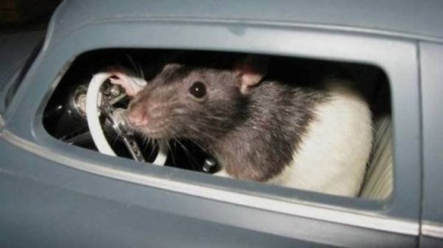 Funny Animals (33 pics)