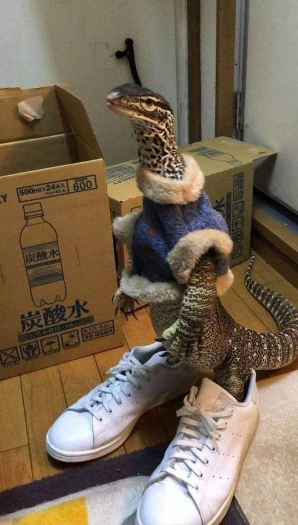Funny Animals (33 pics)