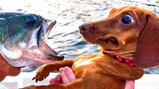 Funny Animals (33 pics)