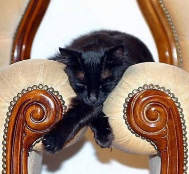 Cats Can Sleep Everywhere (40 pics)