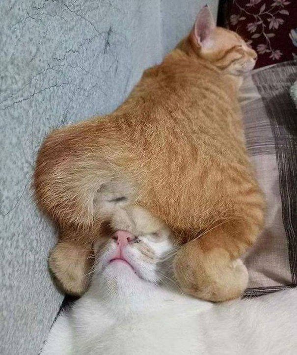 Cats Can Sleep Everywhere (40 pics)