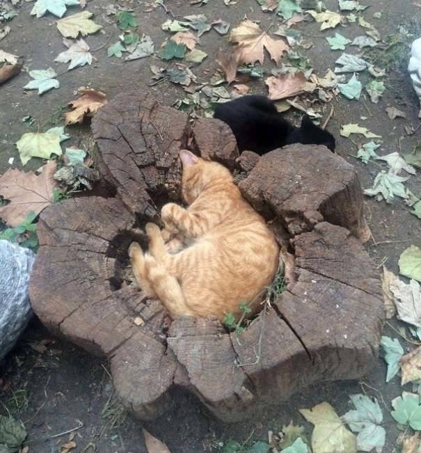 Cats Can Sleep Everywhere (40 pics)