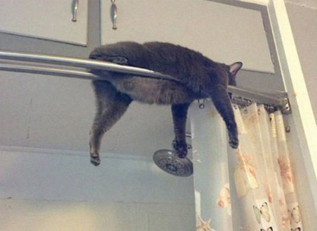 Cats Can Sleep Everywhere (40 pics)