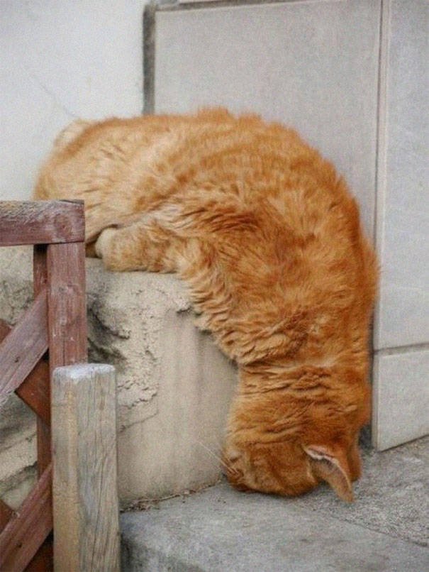 Cats Can Sleep Everywhere (40 pics)