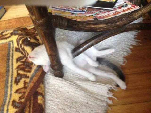 Cats Can Sleep Everywhere (40 pics)