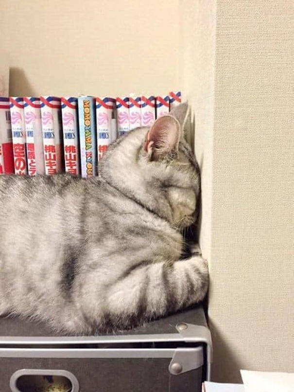 Cats Can Sleep Everywhere (40 pics)