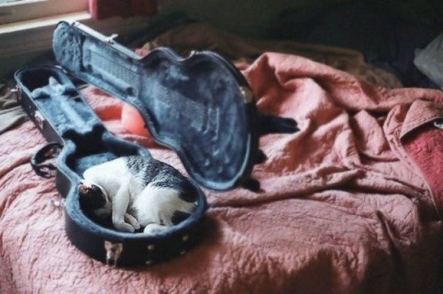 Cats Can Sleep Everywhere (40 pics)