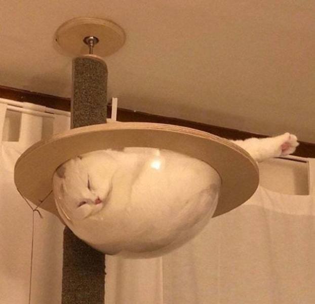 Cats Can Sleep Everywhere (40 pics)