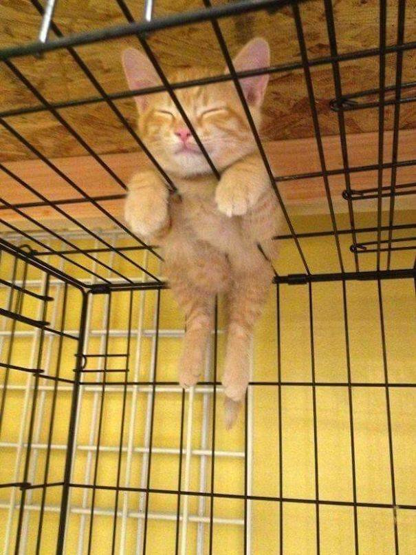 Cats Can Sleep Everywhere (40 pics)