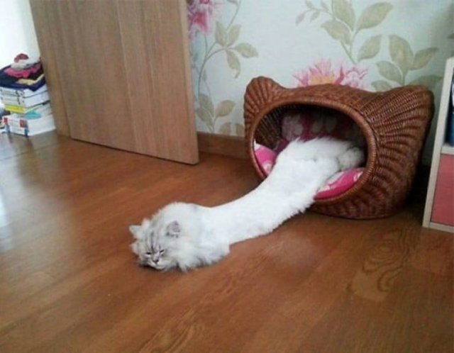 Cats Can Sleep Everywhere (40 pics)