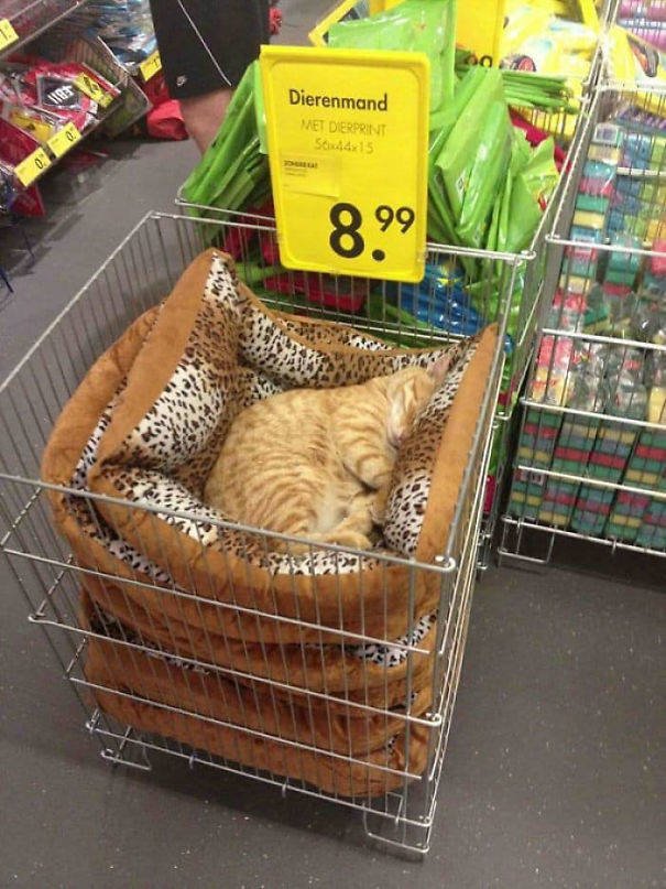 Cats Can Sleep Everywhere (40 pics)