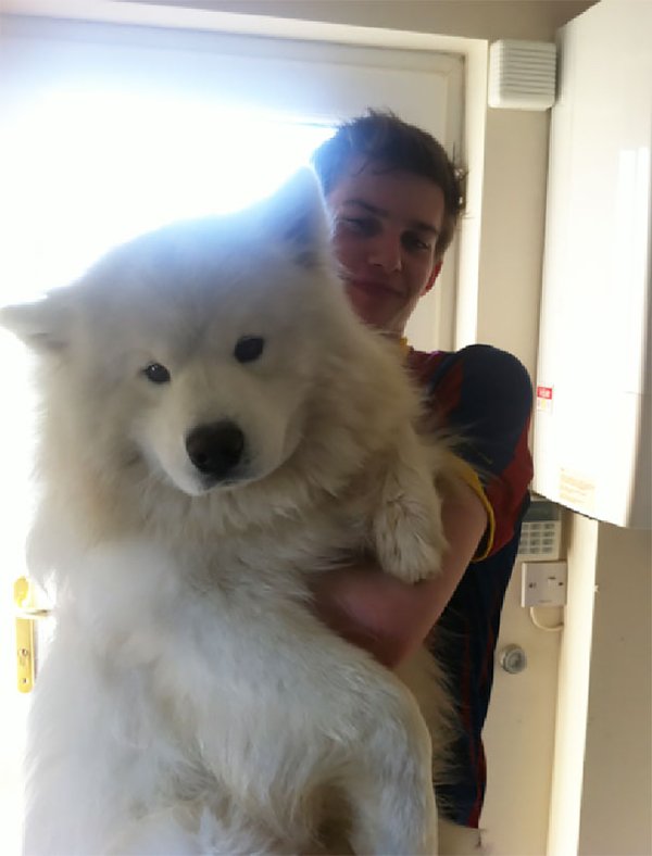Giant Dogs (30 pics)