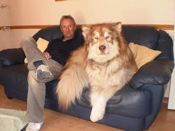 Giant Dogs (30 pics)