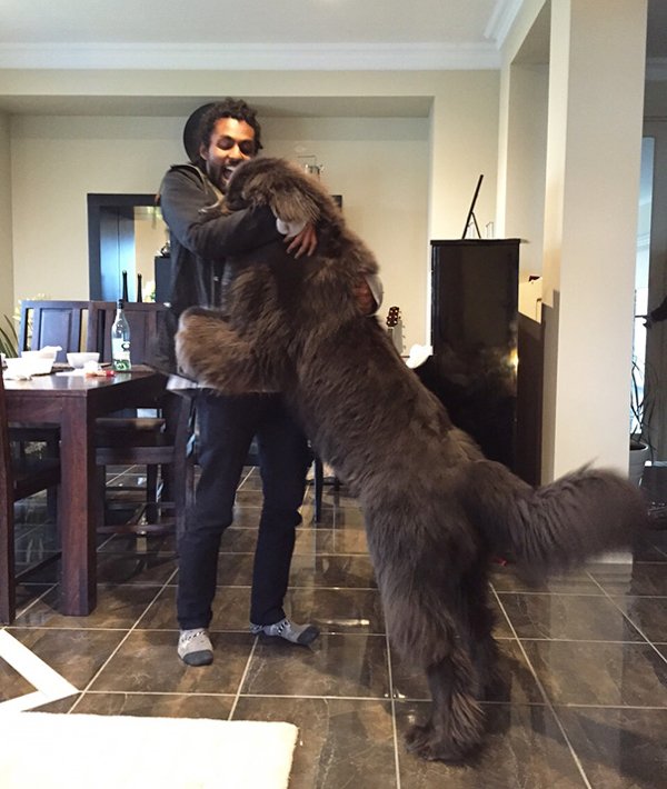 Giant Dogs (30 pics)