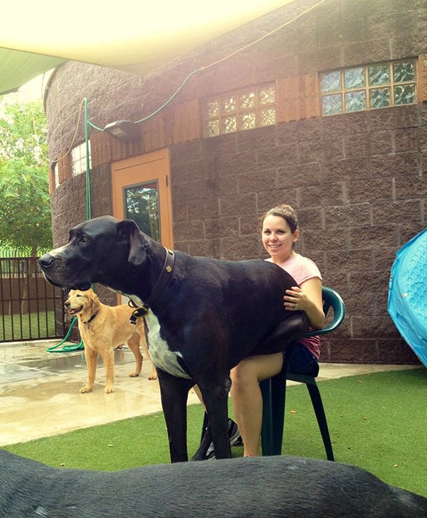 Giant Dogs (30 pics)