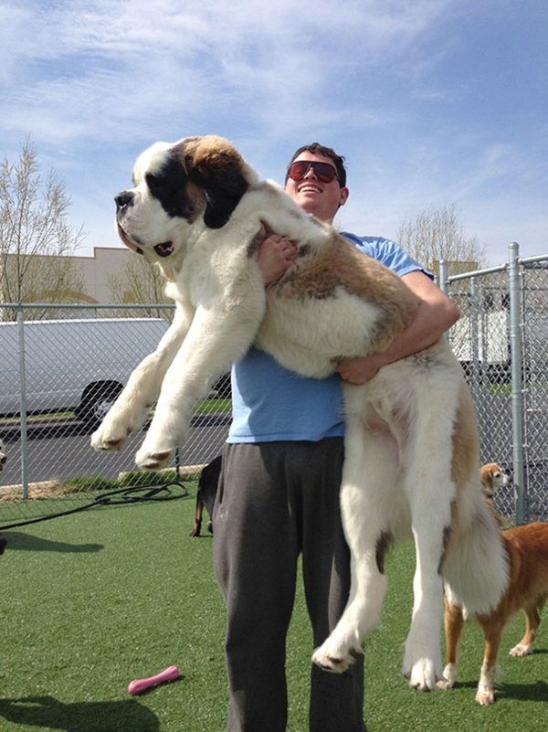 Giant Dogs (30 pics)