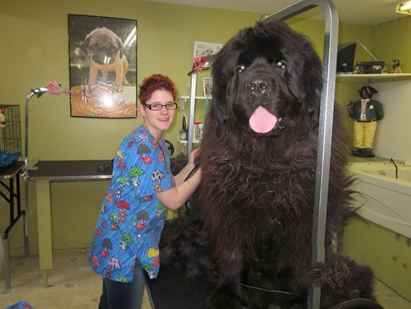 Giant Dogs (30 pics)