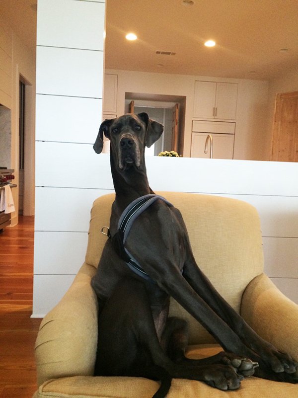 Giant Dogs (30 pics)