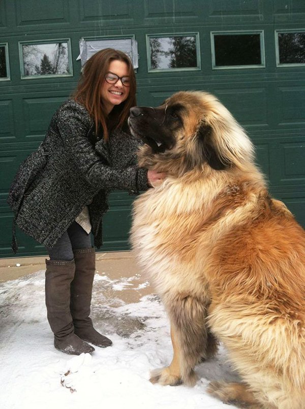 Giant Dogs (30 pics)