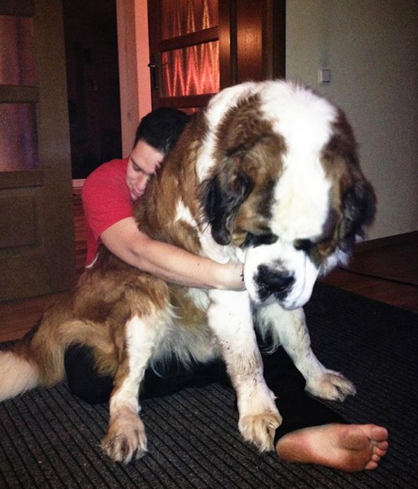 Giant Dogs (30 pics)