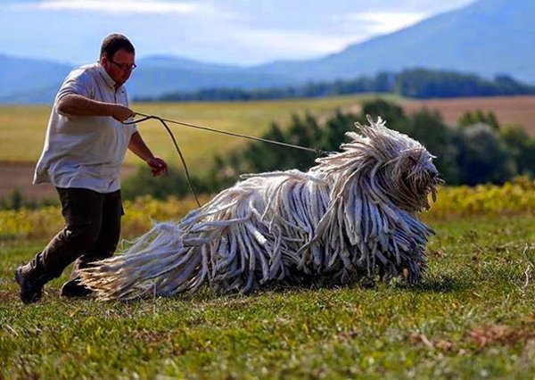 Giant Dogs (30 pics)